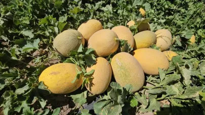 Adilcevaz'da kavun hasadı sofraları tatlandırıyor