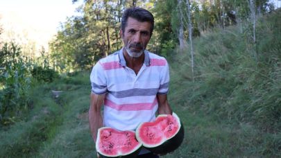 Oltu’da yerli karain karpuzu hasadı başladı