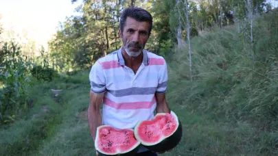 Oltu’da yerli karain karpuzu hasadı başladı