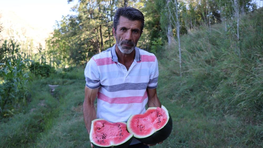 Oltu’da yerli karain karpuzu hasadı başladı