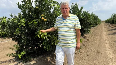 CHP'li Barut: Çukurova'da aşırı sıcaktan portakallar yandı