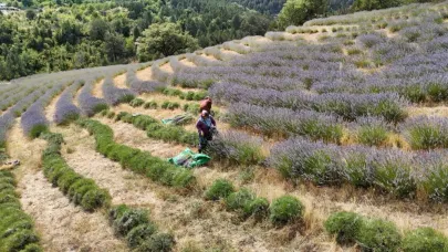 Karabük'te 5 ton lavanta hasat edildi