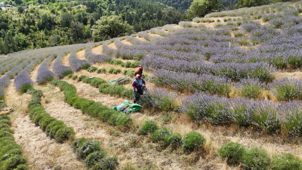 Karabük'te 5 ton lavanta hasat edildi