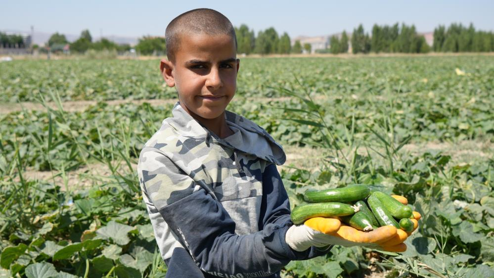 Çubuk'ta turşuluk salatalık hasadı sürüyor