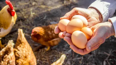 "Mayıs çukuru"ndan kurtulan yumurtada fiyatlar yükseliyor