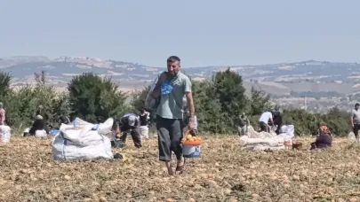 Eline kovasını çuvalını alan ücretsiz patatese koştu