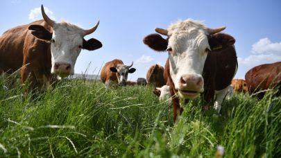 Şap hastalığı sığır başına 500 dolarlık kayba yol açıyor