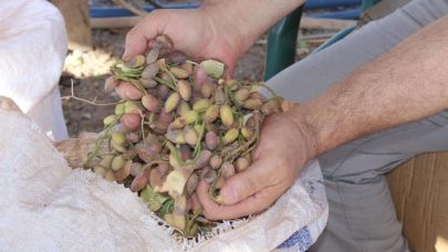 Aşırı sıcaklar Siirt fıstığını vurdu