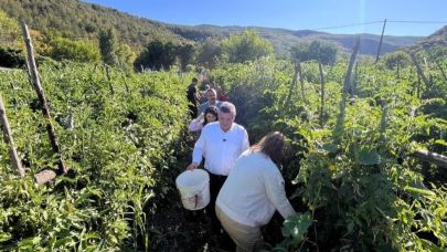 Tescilli Gazidere domatesinde hasat başladı
