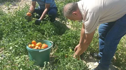 Kayısı bahçesinde ata tohumundan domates üretti