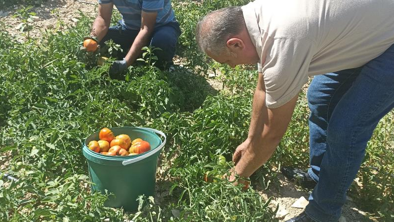 Kayısı bahçesinde ata tohumundan domates üretti