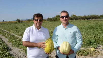 Kırkağaç kavununun ilk hasadı başladı