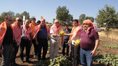 Manisa'nın Kula ilçesinde kavun hasadı sevinci