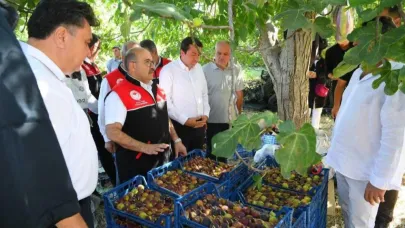 Havran siyah inciri hasadı başladı