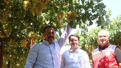 Hatay'ın Hassa ilçesinde üzüm hasadı