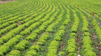 Balıkesir'de marul fidesi desteği için başvurular başladı