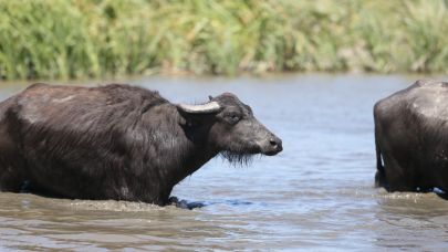 CHP'li Gürer: Manda sayısı 1 milyon 600 binden 170 bine indi