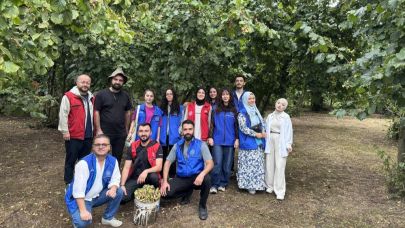 Gönüllü gençler Düzce'de fındık hasadına destek oldu
