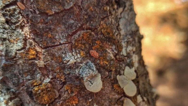 Muğla&#039;da sakız ağacı yetiştiriciliği geliştiriliyor
