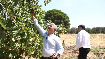 Zeytinlikler arasındaki "bal"lı lezzet: Havran siyah inciri