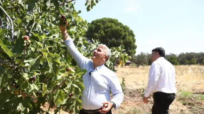 Zeytinlikler arasındaki "bal"lı lezzet: Havran siyah inciri