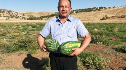 Kuruyan göletin zemininde yetişen karpuzlar şaşırttı