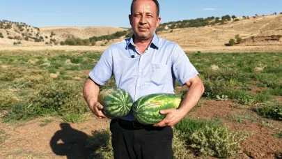 Kuruyan göletin zemininde yetişen karpuzlar şaşırttı