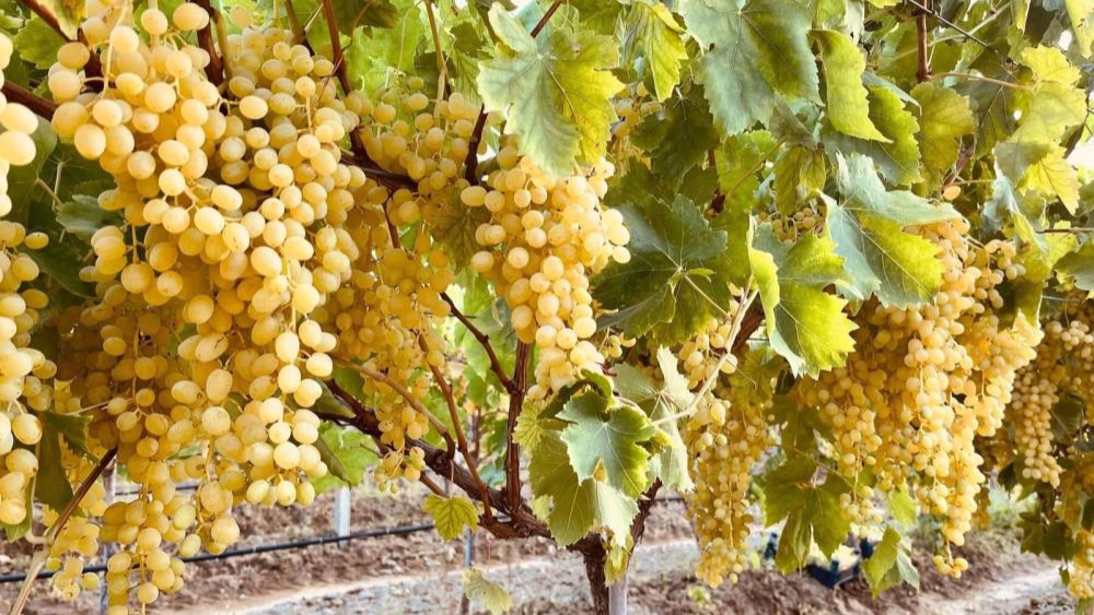 Sultaniye üzümleri sofralara ulaştırılıyor