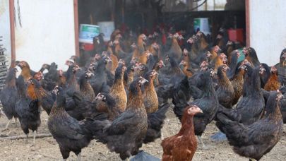 Üreticilere yüzde 50 hibeli 16 bin Atak-S dağıtıldı