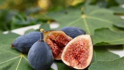 Kuru incir ihracatına yeni bir soluk: Siyah orak