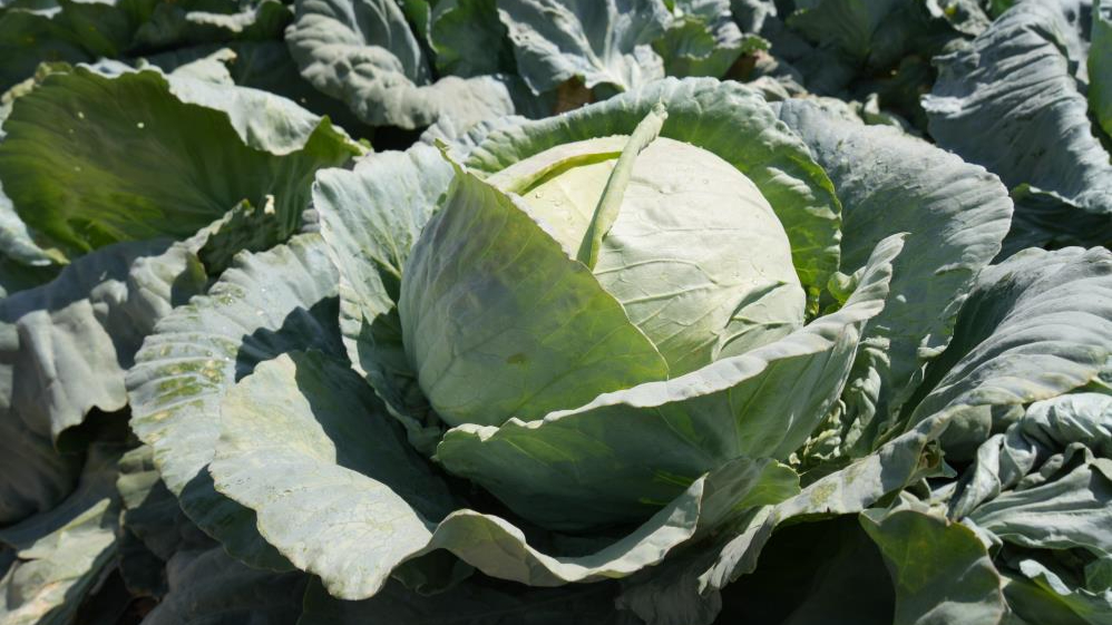 Niğde'nin ata tohumu lahanası Türkiye'ye tanıtılıyor