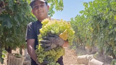 Manisa'da 7 kilo 250 gramlık dev üzüm salkımı şaşırttı