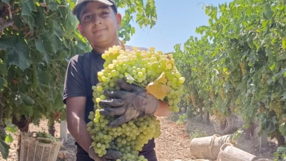 Manisa'da 7 kilo 250 gramlık dev üzüm salkımı şaşırttı