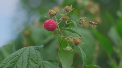Ahududu, merkezi Kestel'de yok olmak üzere