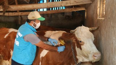 Şap nedeniyle 25 ilde kapatılan hayvan pazarları açıldı