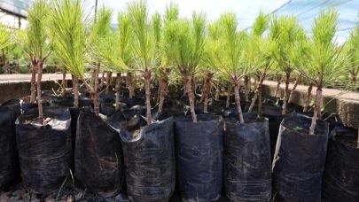 Tarım Kredi yanan alanlar için 62 bin fidan bağışladı