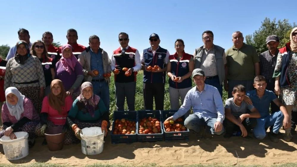 Aydın'da 220 bin geçci domates fidesi hasat edildi