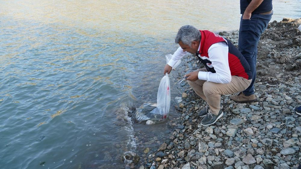 Kastamonu'daki su kaynaklarına 656 bin yavru sazan bırakıldı