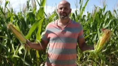 Erzincan'da silajlık mısır hasadı