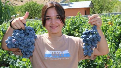 Cimin üzümü hasadı başladı
