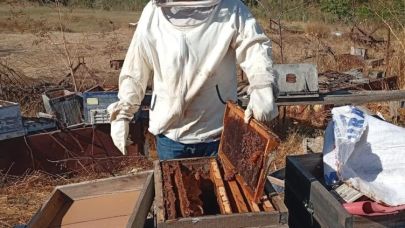 Kuraklığa rağmen Tekirdağlı arıcılar bal hasadından memnun