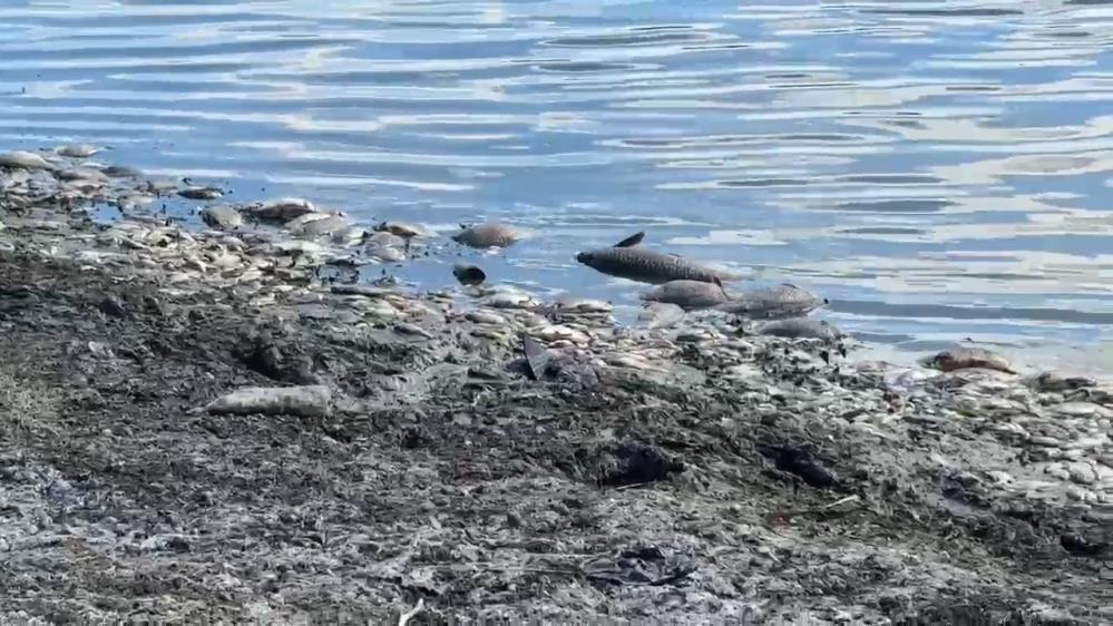 Tekirdağ'da balık katliamı