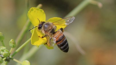 Edirneli genç çiftçilerden "Arı otelleri kurulsun" çağrısı