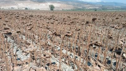 Amik Ovası'nda ayçiçeği hasadı başladı