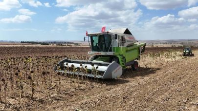Silivri Belediyesi ürettiği ayçiçeklerini hasat ediyor