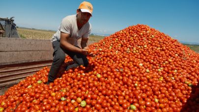 Geçen yıl tarla, traktör sattıran domateste ekim alanı düştü