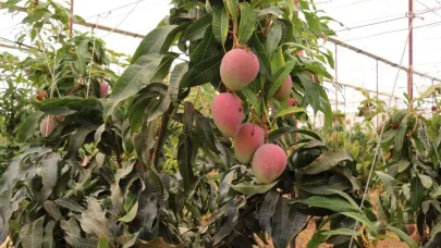 Gazipaşa’da hasat coşkusu: 300 dönümde mango üretimi