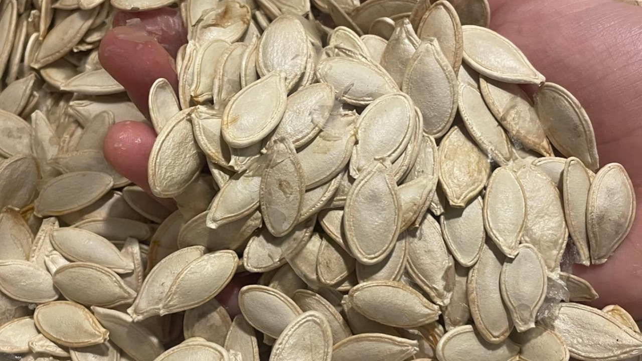 Çinko ve magnezyum deposu kabak çekirdeğinde de verim düştü