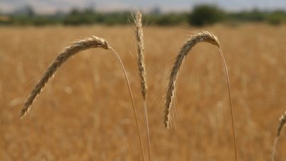 Dünya tahıl üretim tahminlerinde keskin artış