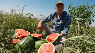 Sözleşmeli ekti 3 bin 500 ton karpuzu tarlada kaldı